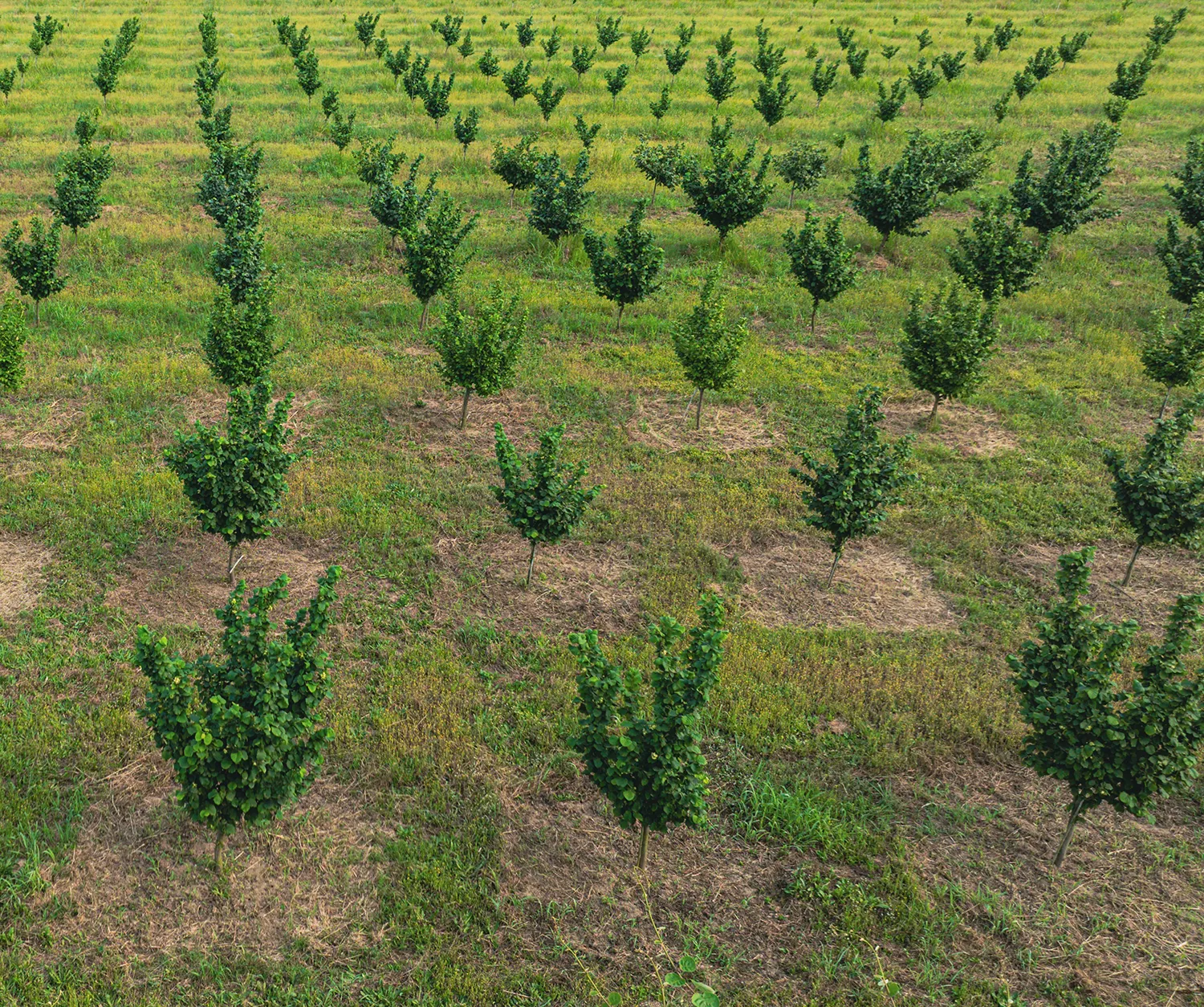 ktima_karioti_field_03_crop