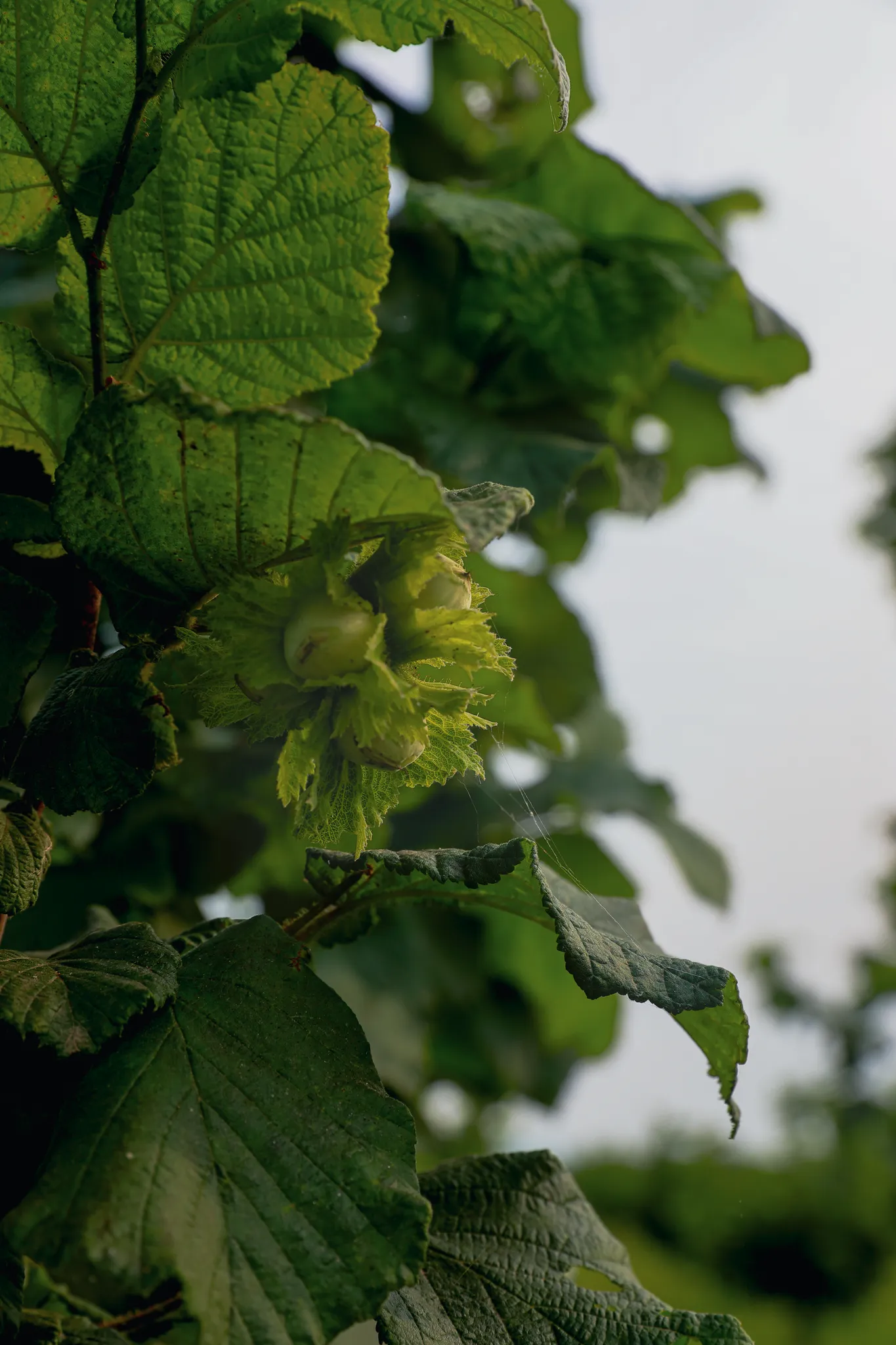 ktima_karioti_plants_06